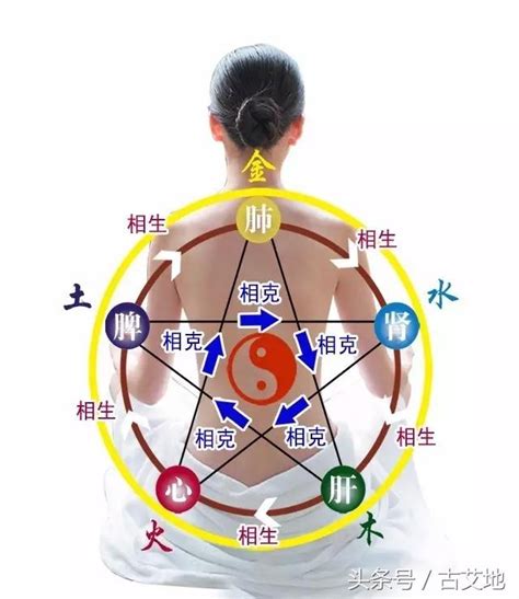 木火土金水 肝心脾肺腎|保健知識｜中醫五行學說，對應人體器官